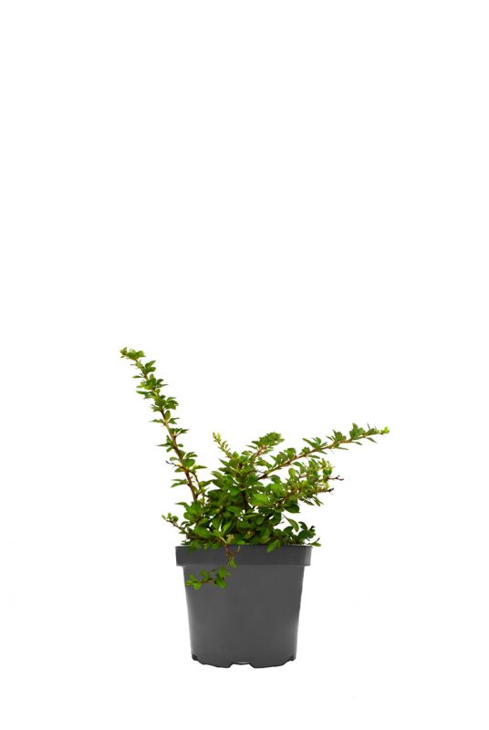 Барбарис тунберга Грин Карпет (Green Carpet)