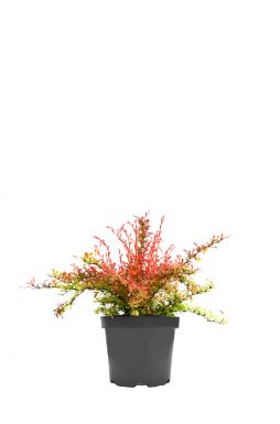 Барбарис тунберга Оранж Дрим (Orange Dream)