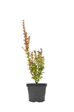 Барбарис тунберга Оранж Рокет (Orange Rocket)