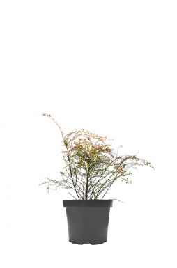 Барбарис тунберга Ред Дрим (Red Dream)