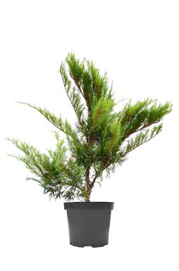 Можжевельник казацкий Аркадия (Arcadia)