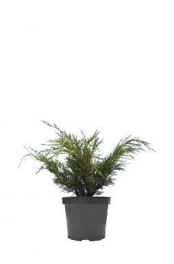 Можжевельник казацкий Блю Дануб (Blue danube)