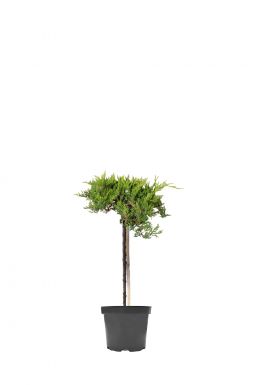 Можжевельник казацкий Броадмур на штамбе (Broadmoor Pa)