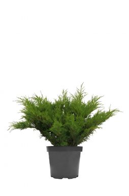 Можжевельник казацкий Мас (Mas)