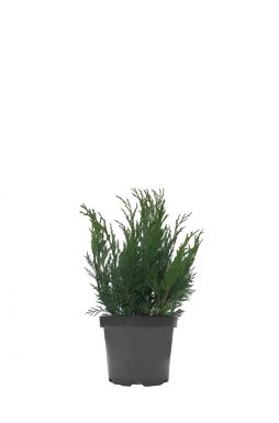 Можжевельник казацкий Хикси (Hicksii)