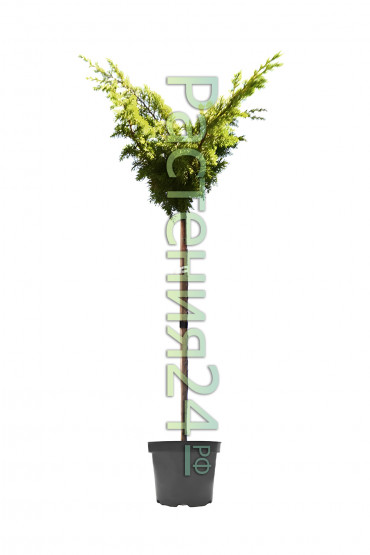 Можжевельник китайский Плюмоза Ауреа Вариегата на штамбе (Plumosa aureovarigata Pa)