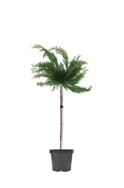 Можжевельник китайский Плюмоза Глаука на штамбе (Plumosa Glauca Pa)