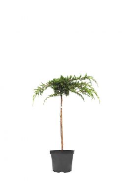 Можжевельник лежачий Кишиогима Блю Спайдер на штамбе (Blue Spider Pa)