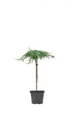 Можжевельник обыкновенный Грин Карпет на штамбе (Green carpet Pa)