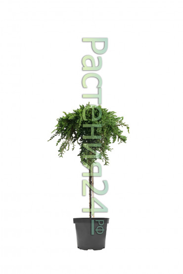 Можжевельник обыкновенный Гринмантл на штамбе (Greenmantle Pa)