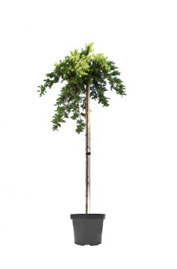 Можжевельник прибрежный Шлягер на штамбе (Schlager Pа)