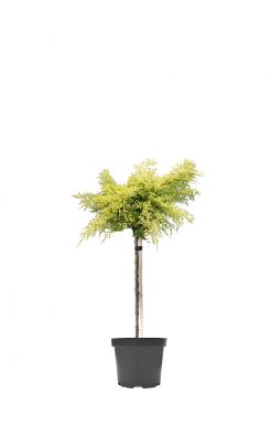 Можжевельник средний Голден Джой на штамбе (Golden Joy Pa)