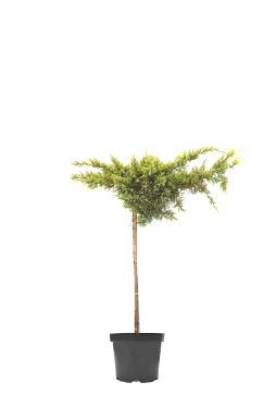 Можжевельник чешуйчатый Дрим Джой на штамбе (Dream Joy Pa)