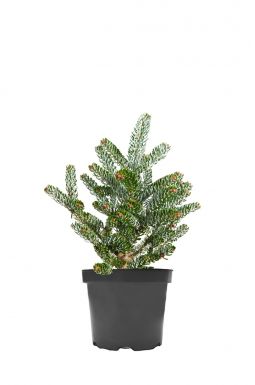 Пихта корейская Сильвер Стар (Silver Star)