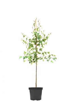 Берёза повислая Лациниата (Laciniata)