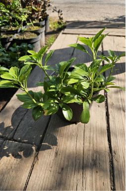 Пахизандра верхушечная