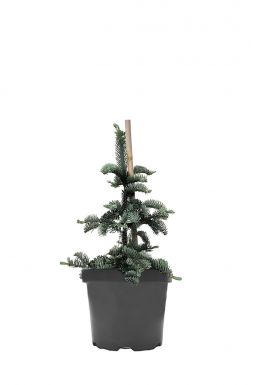 Пихта благородная Глаука (Glauca)