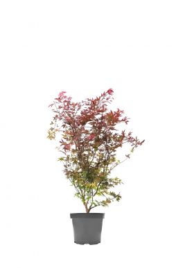 Клен дланелистный Атропурпуреум (Atropurpureum)