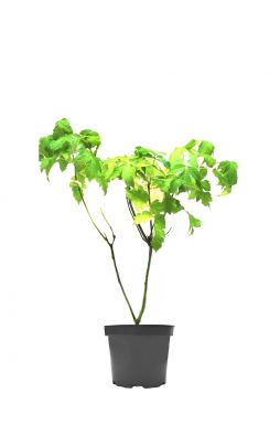 Клен Ясенелистный Келли Голд (Kellys Gold)