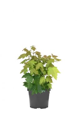 Клён красный Рубрум Ред Сансет (Rubrum Red Sanset)