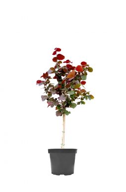 Лещина обыкновенная Энни Ред Дварф (Anny`s Red Dwarf)