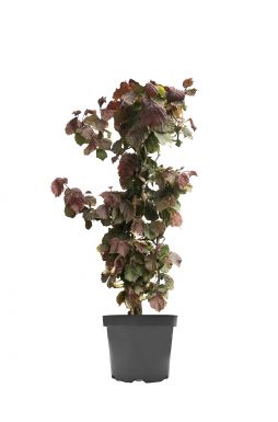 Лещина обыкновенная Ред Маджестик (Red Majestic)