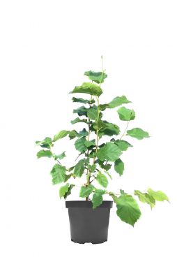 Лещина обыкновенная Сирена (Sirena)