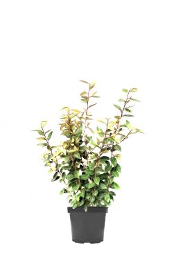 Лох Эббинга (Ebbinga)