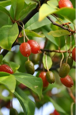 Лох многоцветковый