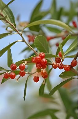 Лох зонтичный