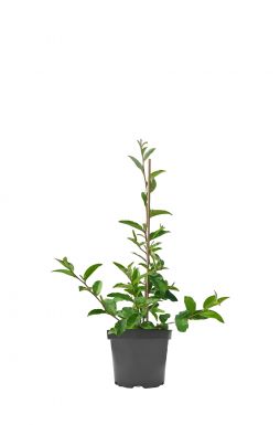 Лох зонтичный Поинтила Фортунелла (Pointilla Fortunella)