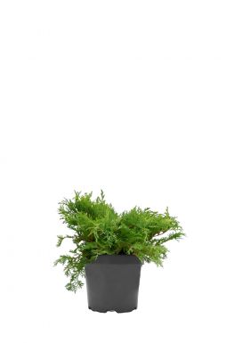 Микробиота перекрестнопарная Голдспот (Goldspot)