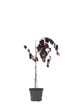 Бук лесной Пёрпл Фонтейн (Purple Fountain)