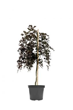 Бук лесной Пендула (Purpurea Pendula)