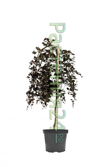 Бук лесной Пендула (Purpurea Pendula)