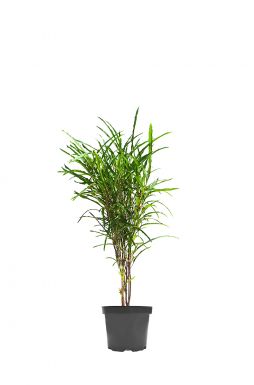 Крушина ломкая Аспленифолия (Asplenifolia)