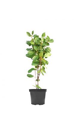 Крушина ломкая Минарет (Minaret)