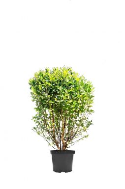 Берёза черная Фокс Валлей (Fox Valley)