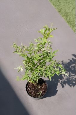 Бузина черная Пулверулента (Pulverulenta)