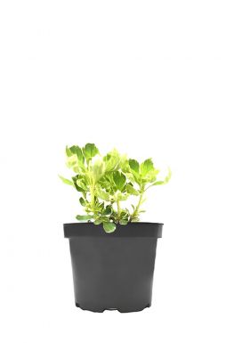 Пахизандра верхушечная Силвер Эдж (Silver Edge)