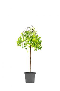 Берёза повислая Янги (Yangi)