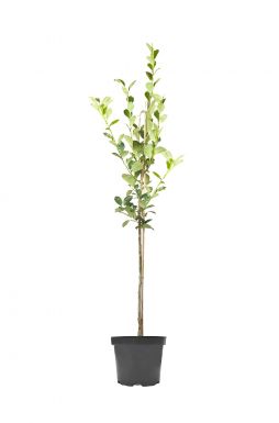 Боярышник Лавалье Карриери (Carrierei)