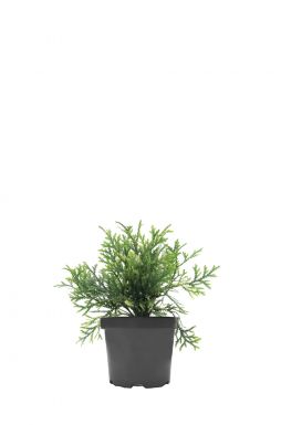 Туевик долотовидный Вариегата (Variegata)