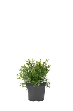 Туевик долотовидный