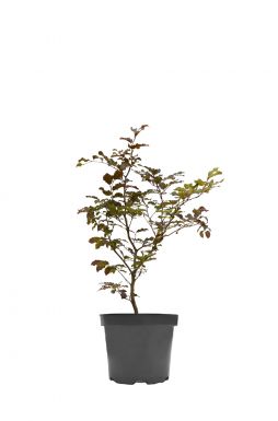 Бук лесной Атропуницея (Atropunicea)