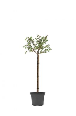 Вяз мелколистный Гейша на штамбе (Geisha Pa)