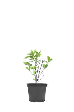 Боярышник обыкновенный