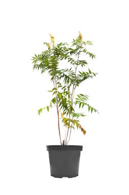 Рябинник рябинолистный (Sorbifolia)