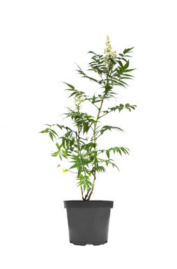 Рябинник рябинолистный Сэм (Sem)