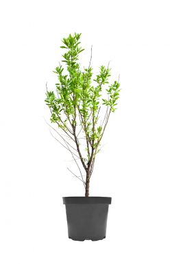 Лох серебристый